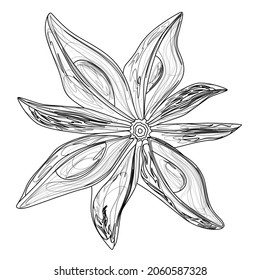 Imagen vectorial de una sola planta de anís. estilo de esquema. EPS 10