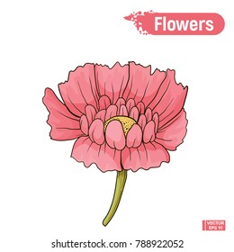 Vector image. Single pink flower isolated on white background. Blooming colored abstract flower