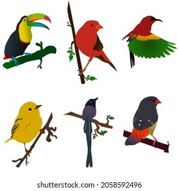 vector image of six different kinds of birds.