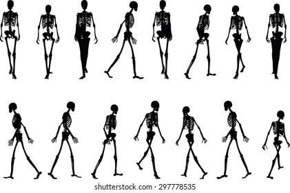 Vector Image - skeleton silhouette in walk pose isolated on white background 