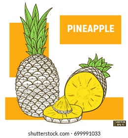 Vector image. Sketch of exotic fruit. Color drawing pineapple on a orange background. Set, fruit of pineapple, slices and sectional view.