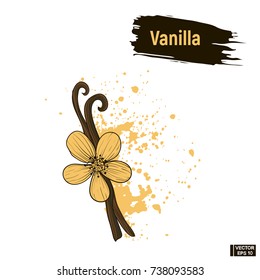 Vector image. Sketch flower and sticks vanilla, imitation of ink, blots and splashes.
