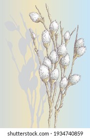 Vector image of sketch pussy willow branch with fluffy buds