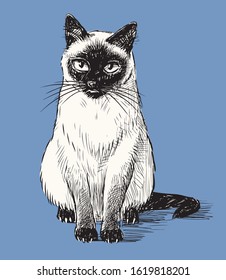 Vector image of sketch sitting thai cat on blue background