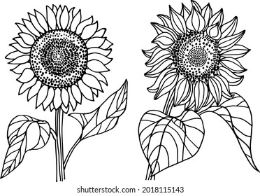 vector image of a sketch of sunflower flowers