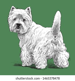 Vector image of sketch of a turned scottish terrier