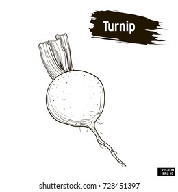 Vector image. A sketch, useful vegetables. Outline drawing of turnip. Imitation of ink.