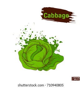 Vector image. Sketch of vegetable, imitation of  colors ink. Drawing of a green cabbage. Colors splashes and blots