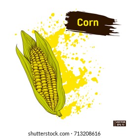 Vector image. Sketch of vegetable, imitation of ink splashes and blots. Colors drawing of a corn, yellow and green.