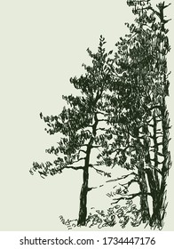 Vector image of sketches fir trees in coniferous forest