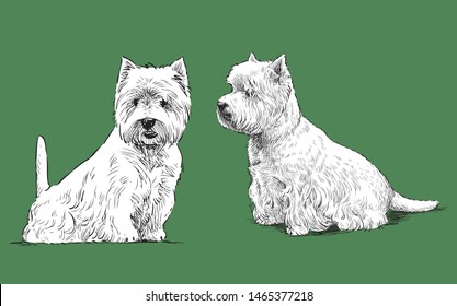 Vector image of sketches of sitting scottish terriers