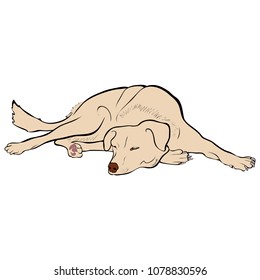Vector image of a sleeping dog. 