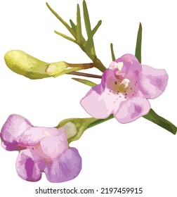 Vector Image of a Slender-leaved False Foxglove (Agalinis tenuifolia) Prairie Wildflower Isolated