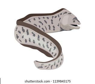 Vector image of snake-shaped moray eel fish on white background. Angry ocean fish.