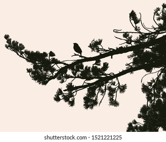 Vector image of solhouettes of pine branches