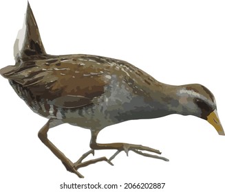 Vector Image of a Sora Shore Bird