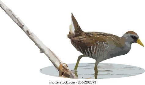 Vector Image of a Sora Shore Bird