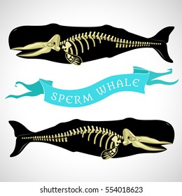 Vector image of a sperm whale. Skeleton