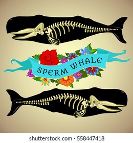 Vector image of a sperm whale. Skeleton