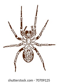 vector image of a spider