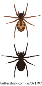 Vector image of a spider and its silhouette on a white background. View from above. Insect.