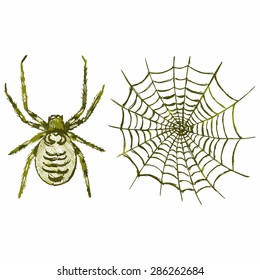 The vector image of a spider and web. Predatory insects