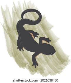 Imagen vectorial de la ilustración de salamandra manchada