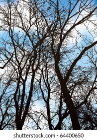 Vector image. Spreading branches of tall trees against the blue cloudy sky