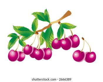 Vector image of a sprig of cherry. Edited in CMYK colors and ready for printing