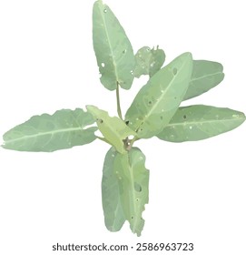 vector image of a sprig of green kale leaves or water spinach is a vegetable plant isolated in white