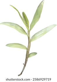 vector image of a sprig of green orchid leaves isolated on white