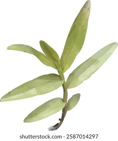 vector image of a sprig of green orchid leaves isolated on white