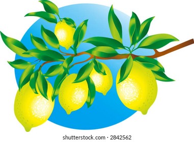 Vector image of a sprig of lemons. Edited in CMYK colors and ready for printing