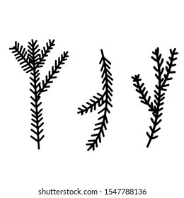 Vector image of spruce branches. Christmas tree. Isolated object. White background. New Year's . Christmas.