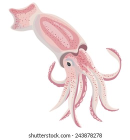 Vector image of squid