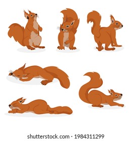 Vector image of squirrels. Color illustration of squirrels in different poses, in a natural environment