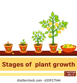 Vector image  Stages growing plant  The period plant growth from seed to fruit ripening