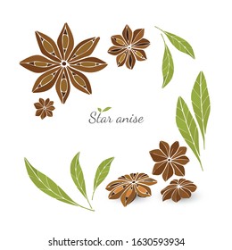 Vector image of star anise on a white background.