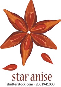 Vector image of star anise and sunflower seeds on a white background. Christmas spices for mulled wine