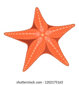Vector image of a starfish on a white background.