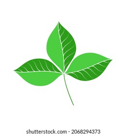 Vector image of strawberry leaves, leaf icon