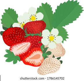 
vector image of strawberry on white background. strawberry lemonade. strawberries for desserts. strawberry blossom