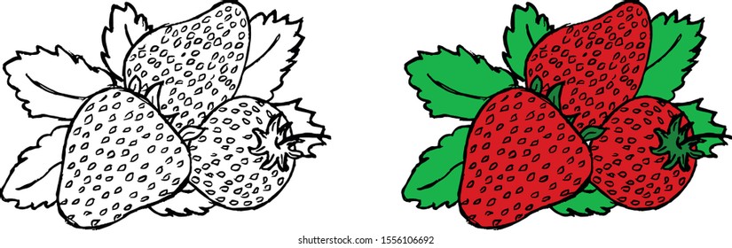 
Vector image of a strawberry. Vector sketch.
