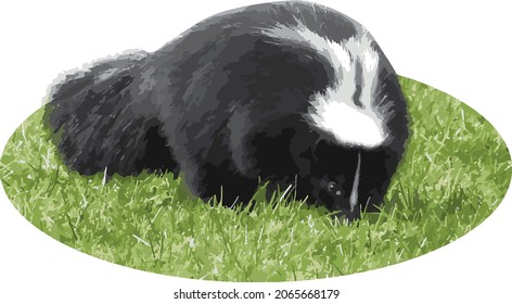 Vector Image of a Striped Skunk in the Grass