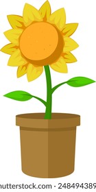 vector image of a sunflower in a pot