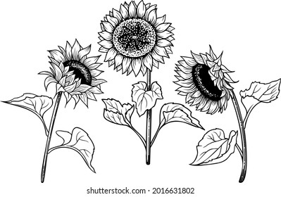 Vector image of sunflowers, black and white graphics. 3 flowers with stems and leaves.