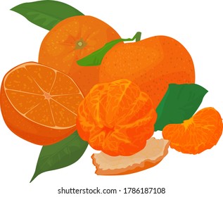 imagen vectorial de una mandarina sobre un fondo blanco. limonada de mandarina. mandanina vectorial. Citrus. una tajada de mandarina. tangerina pelada.