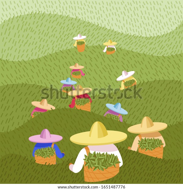Vector Image Tea Pickers People Colored Stock Vector (Royalty Free ...