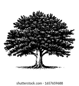 vector image with theme Banyan Tree