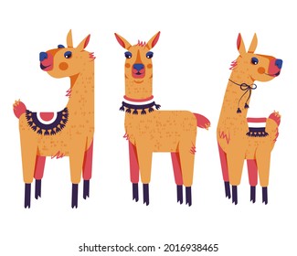 vector image of three llamas in different poses on a transparent background